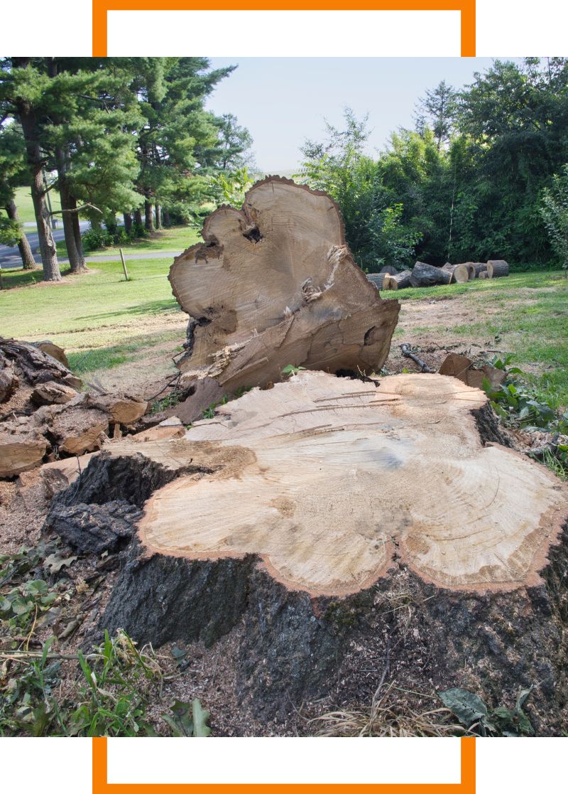 a large tree that has been cut down