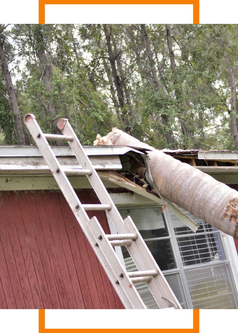 a log that has fallen on a shed
