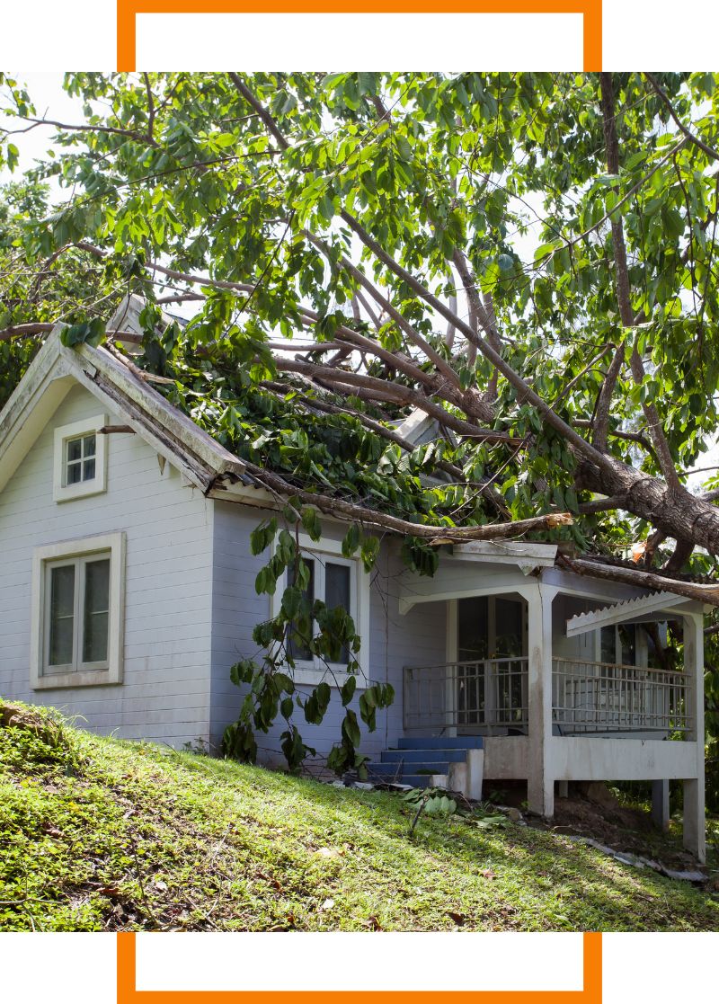 a tree that fell on a house