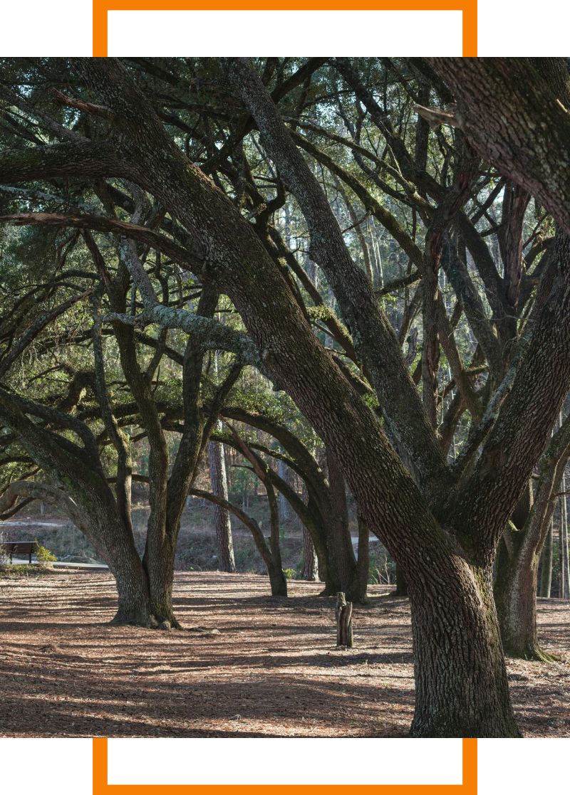 a grove of trees