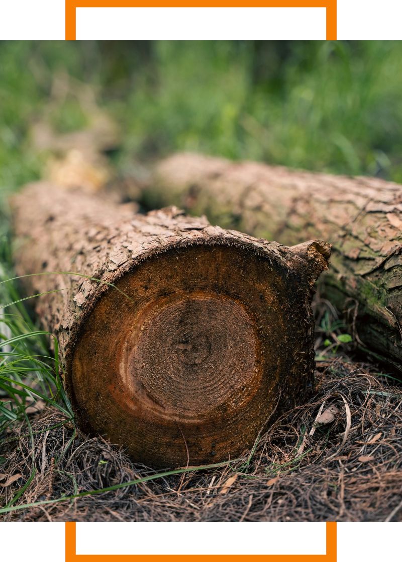a cut tree