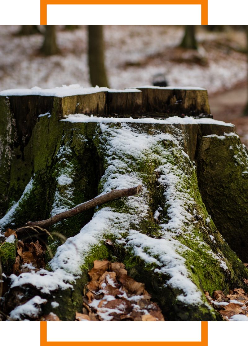 a stump with a dusting of snow