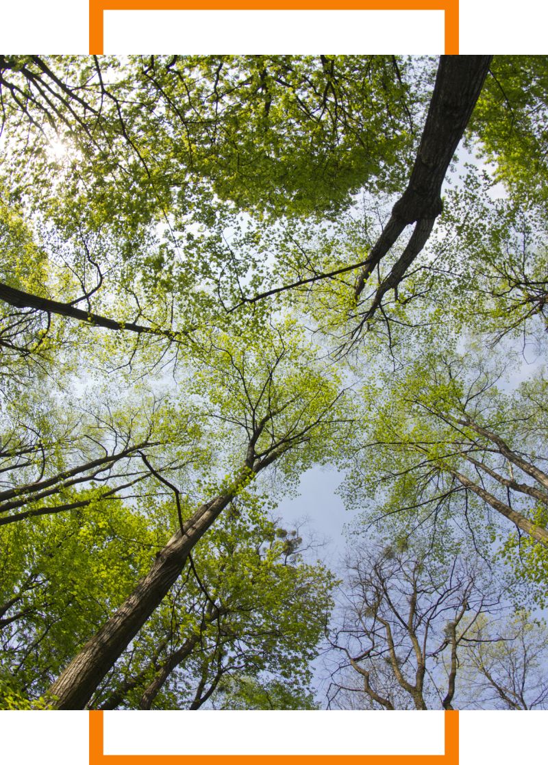 a tall canopy