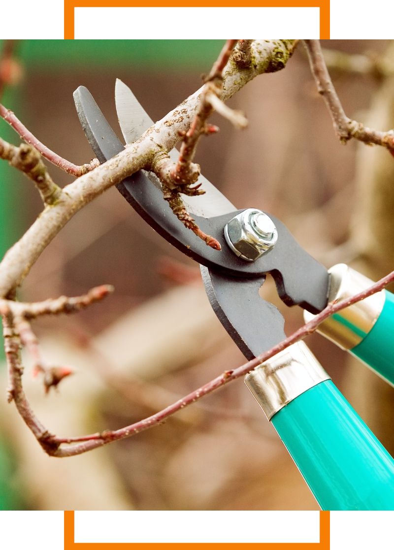 a person trimming a branch