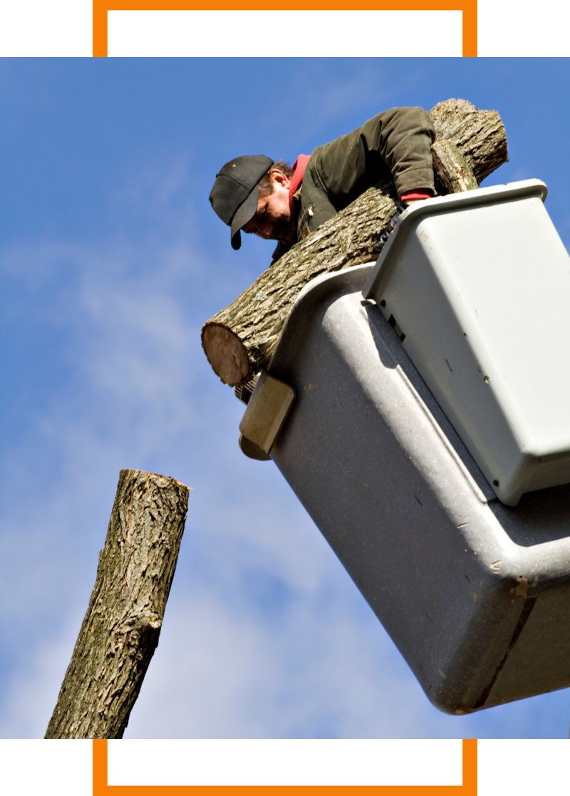 a man cutting tree logs