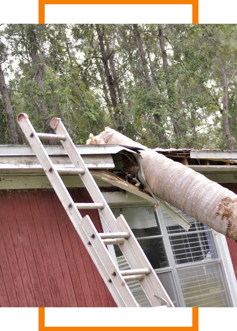 a tree fallen on a shed
