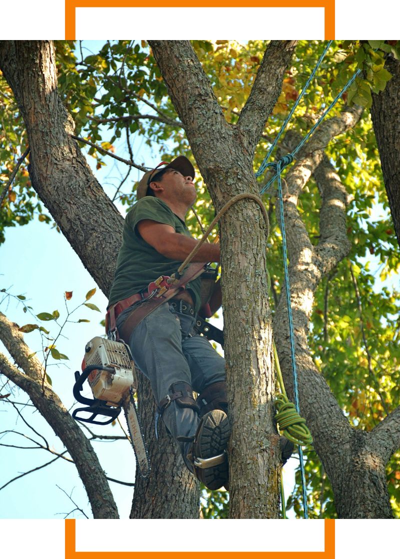 a man climbing a tree
